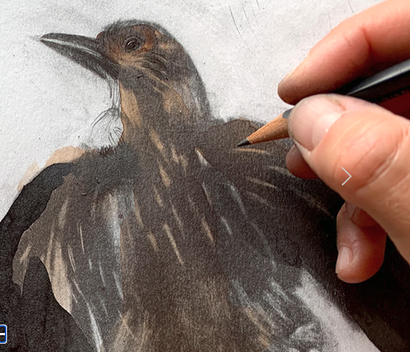 Camilla Boman Jensen illustrations store - Example artist store built with GoShup